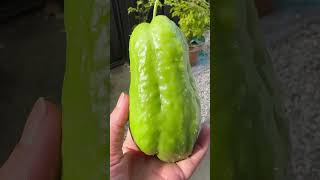 Chayote squash [upl. by Yrtsed]