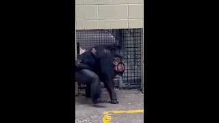 Chimp reunites with mum after neardeath experience [upl. by Carisa349]