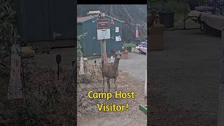 Deer at the camp host site surprised me  Bodega Bay Campground CA breakfast wildlife [upl. by Herring227]