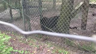 Catty Shack Wildlife Sanctuary tour [upl. by Ayik]