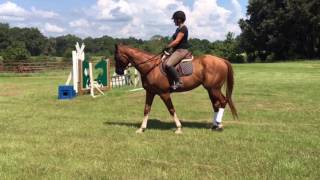 Retraining Racehorses The Start [upl. by Xenophon633]