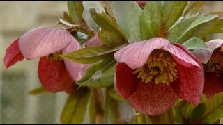 Hellebores Plants [upl. by Kaiulani]