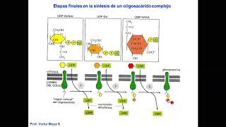 Vídeo Clase Golgi y lisosomas parte II [upl. by Aile]