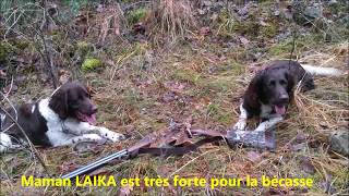 PETIT MUNSTERLANDER entrainement de NUTS des falaises du Saint Eynard [upl. by Ansilme459]