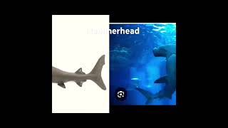 hammerheads seaworld shark [upl. by Maryly]