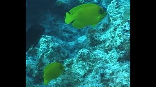 【瞬撮】ヘラルドコガネヤッコ ナガニザに追われて… Yellow angelfishCentropyge heraldi pursued by a Acanthurus nigrofuscus [upl. by Hsina780]