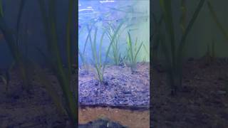 Guppy fish tank 🐟🐠🦈 setup with sand and plants ☘️ ytshorts asiatic aquarim fish [upl. by Camella611]