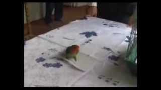 Tailless parrot makes paper tail for himself [upl. by Getraer]