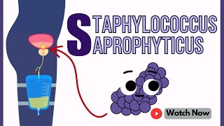 Staphylococcus Saprophyticus An Overview  Microbiology 101 Crash Course [upl. by Inoek]