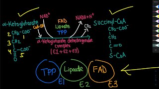 AlphaKetoglutarate Dehydrogenase Complex Mechanism  Biochemistry [upl. by Atteval]