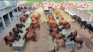 Gujjar Cattle Farm SialkotCalf Fattening Business in PakistanBiggest Bachra Farming in Pakistan [upl. by Nehcterg]