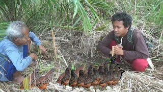 perangkap burung puyuh mengunakan benang jahit [upl. by Eltsryk]