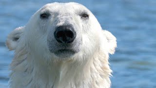 Polar Bear Goes After a Young Beluga Calf [upl. by Latashia375]