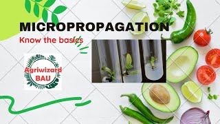 Know about MICROPROPAGATION l Culturing l Hardening l know all the basics [upl. by Petit165]