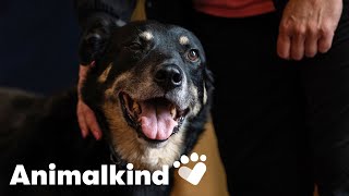 Dog escapes shelter sneaks into nursing home so residents adopt him  Animalkind goodnews [upl. by Pearline]