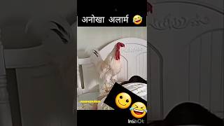 अनोखा अलार्मyoutubeshorts funny ytshorts trending comedy মোরগ [upl. by Erhart308]