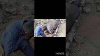 Treatment of rectum prolapse in buffalo amp cow treatment of vaginal prolapsefunnyvideovillagevlog [upl. by Byrle]