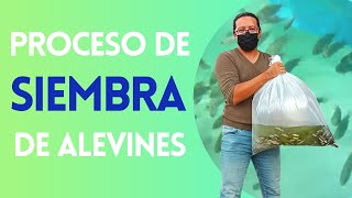 Proceso de siembra de alevines [upl. by Nivk]