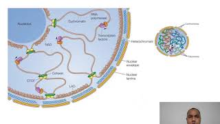 Euchromatin and Heterochromatin for MSc semIII by Ashish Sharma [upl. by Adaminah769]