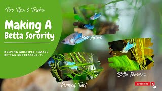 Mastering the Art of a Planted Betta Sorority Tank Tips for Happy Female Bettas [upl. by Bartosch]