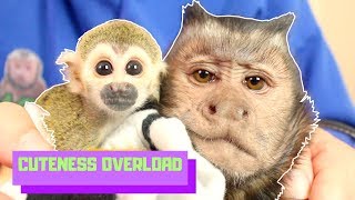 Baby Monkey Ollie amp Capuchin MonkeyBoo BEST FRIENDS CUTENESS OVERLOAD [upl. by Ylicis]