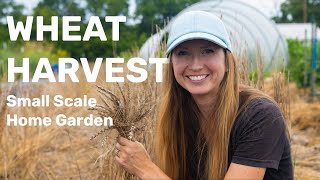 Growing and Harvesting Wheat on a Small Scale amp Making Bread [upl. by Nisse444]