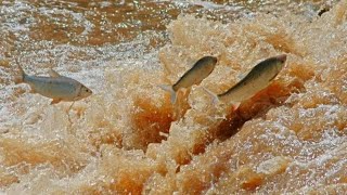 PIRACEMA ÉPOCA DOS PEIXÃO SUBIREM O RIBEIRÃO GOIÁS 🐠🐠🐠🐠🐠 [upl. by Euqnomod]