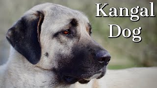 Kangal Dog  Is it right for you [upl. by Ahsiram55]