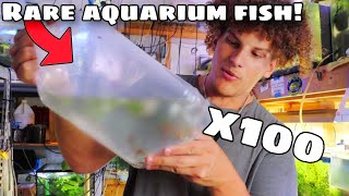 I Bought 100s Of RARE AQUARIUM FISH For My FISH ROOM [upl. by Tirza625]