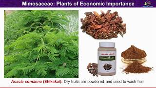 Economic Importance of Mimosaceae Family Mimosaceae Family Economic Plants [upl. by Tedd]