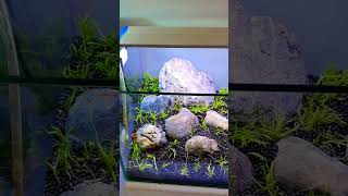 The Utricularia Graminifolia UG can be a mystifying subject aquarium aquascaping aquascape [upl. by Esinnej]