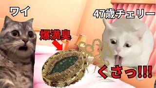 【猫ミーム】47歳未経験オジがワイの爆絶満臭で気絶した話＃猫マニ＃猫ミーム＃ママ界隈＃ママミーム [upl. by Allcot]