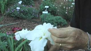 Japanese Iris spectacular flowers for the garden [upl. by Osnofledi]