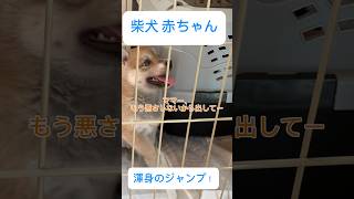 柴犬 パピー 渾身のジャンプ！！ 柴犬 柴犬ライフ パピー [upl. by Josler]