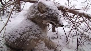 Coyote Snaring [upl. by Lurline]