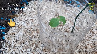 Slugs and snail attact  Limace escargot DIY obstacles and Protections diy astuce youtubeshorts [upl. by Ennobe]