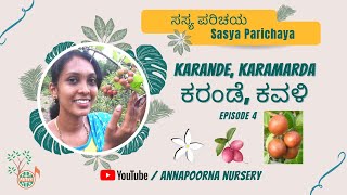 ಕರಂಡೆ ಕೌಳಿ ಹಣ್ಣು ಕವಳಿ ಹಣ್ಣು  Karande Kavale fruit Karamarda Carissa carandas  Sasya Parichaya [upl. by Scheer485]