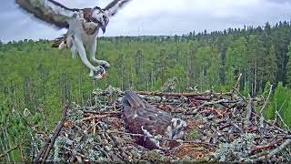 Estonian Osprey Nest Marko amp Miina 2021 [upl. by Ymrots]