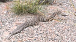 Macrovipera lebetina [upl. by Woodward720]