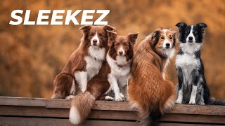 SleekEZ shedding tool  SleekEZ used on a dog  He just loves it [upl. by Cyrillus]