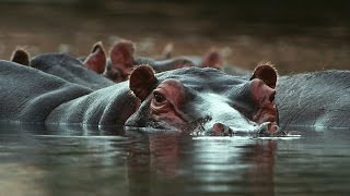 Grandes documentales  Guerra territorial leones e hipopótamos [upl. by Kcirdet]