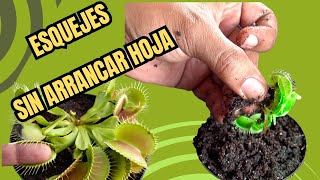 🌿como PROPAGAR PLANTAS CARNÍVORAS VENUS ATRAPAMOSCAS  DIONAEA MUSCIPULA  sin ESQUEJE [upl. by Auka]