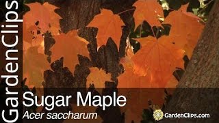 Sugar Maple  Acer saccharum [upl. by Amie462]