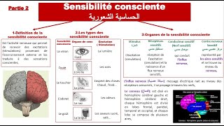 Sensibilité consciente La peau loeilSVT3ACollègePartie 2 [upl. by Weed136]