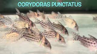 Corydoras punctatus [upl. by Seif]