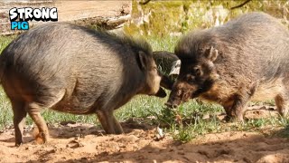 Warty Pigs Playing Around [upl. by Arakihc]