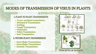 Transmission of Plant Virus Plant to Plant Transmission amp Within Plant Transmission HindiUrdu [upl. by Trinl]