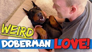 17 Weird Ways Dobermans Show Their Love [upl. by Thedric]