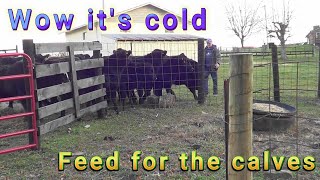 Wow its cold Feed for the calves [upl. by Alahsal]