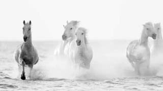 Horses of the Camargue [upl. by Dnomaid]